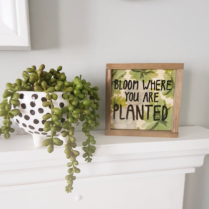 Bloom where you are planted